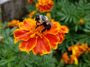 A marigold bloom with a bumblebee visiting. 