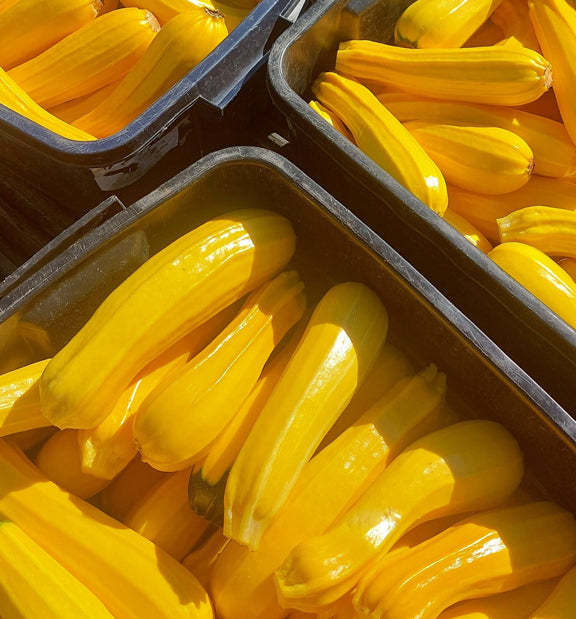 Goldini Zucchini Nichols Garden Nursery