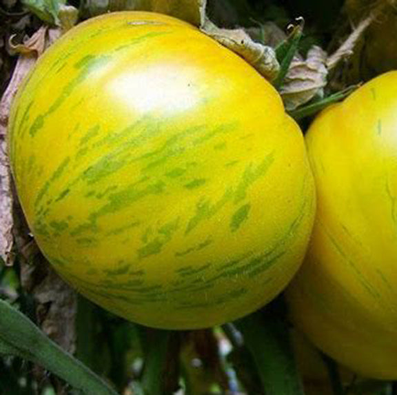 Pork Chop Tomato Nichols Garden Nursery