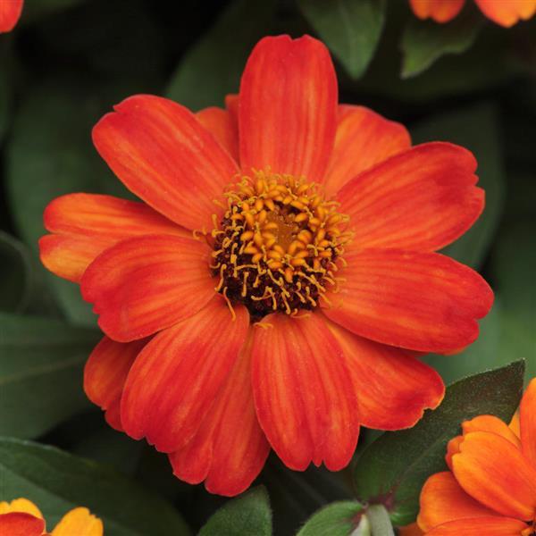 Zinnia, Zahara Fire Nichols Garden Nursery