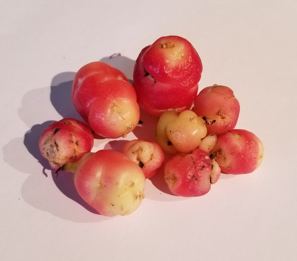Oca Tubers Nichols Garden Nursery