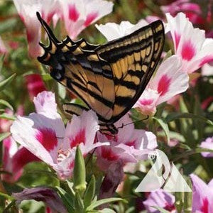 Monarch Butterfly Garden Mix