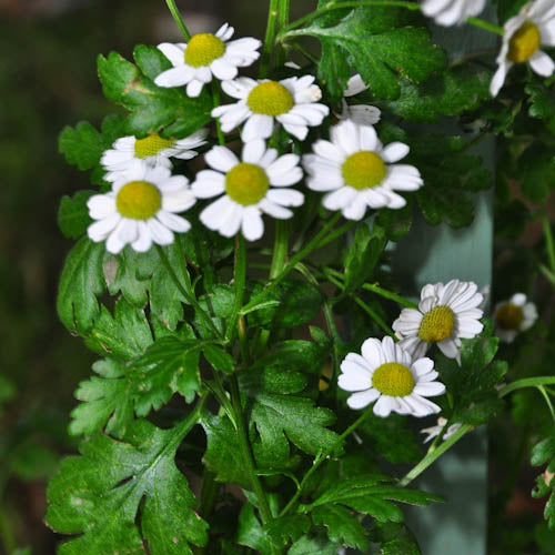 Feverfew Nichols Garden Nursery