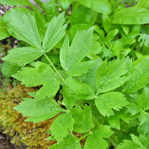 Lovage Nichols Garden Nursery