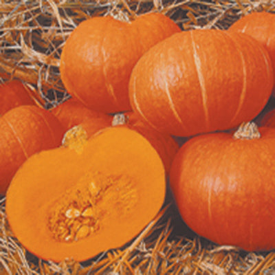 Sunshine Winter Squash (F1) – Nichols Garden Nursery