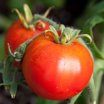 Legend Tomato – Nichols Garden Nursery