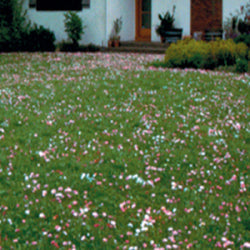Northern Ecology Lawn Mix
