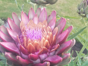 Artichoke flower in full bloom, revealing a thistle like interior. 