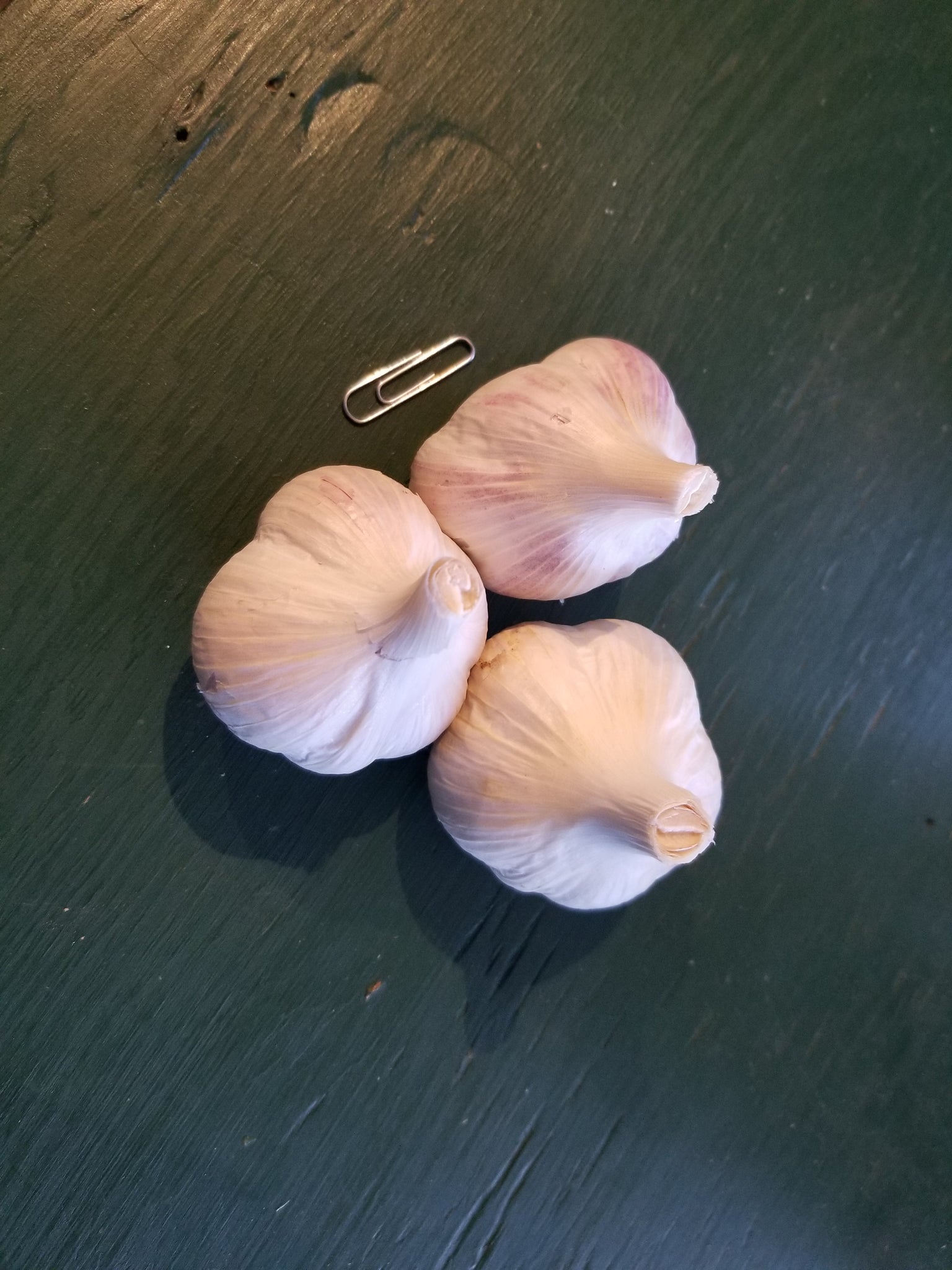 3 bulbs of Music garlic