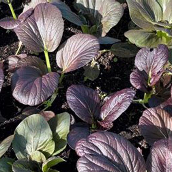 Red Cloud Pak Choi Nichols Garden Nursery