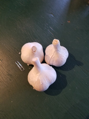 Three bulbs of Romanian Red garlic
