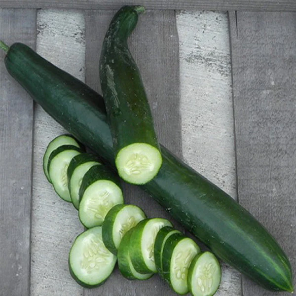 Summer Dance Cucumber: a long smooth skinned cucumber, good slicer. Photo Copyright Osborne Quality Seed.