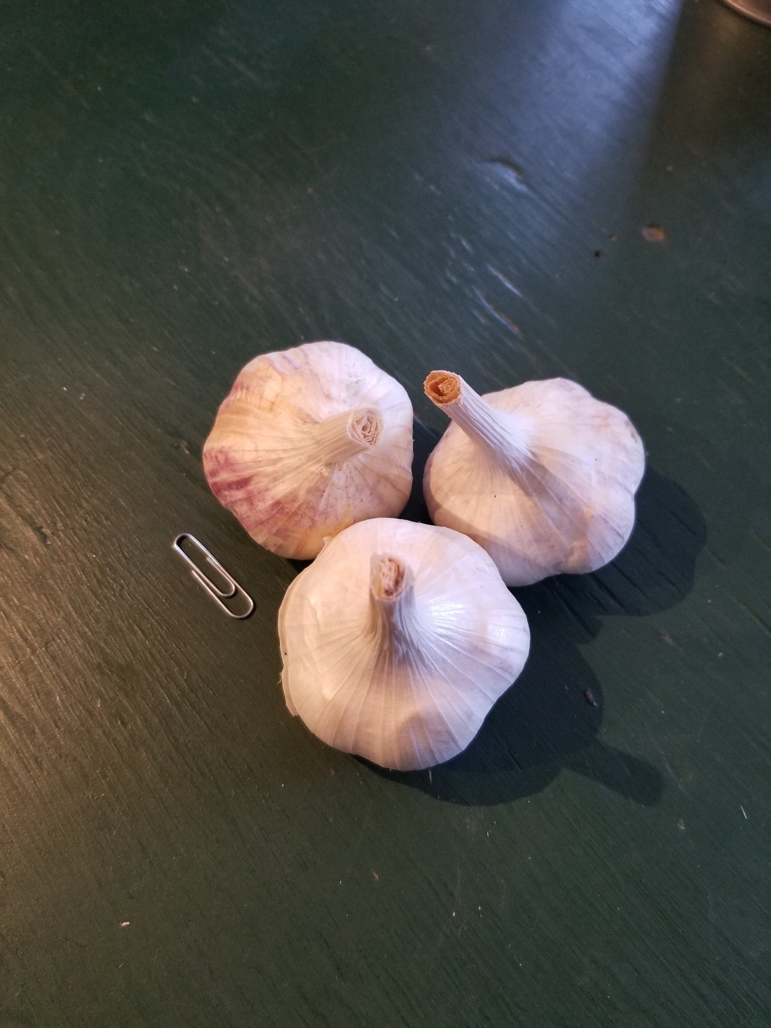3 bulbs of Susanville garlic