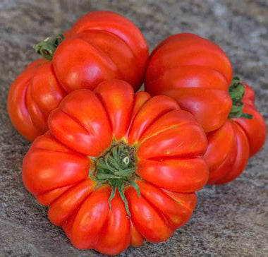Costoluto Genevese Tomato – Nichols Garden Nursery