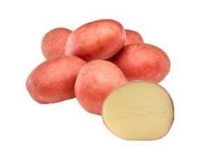 Ciklamen potato a red skinned creamy fleshed tyoe