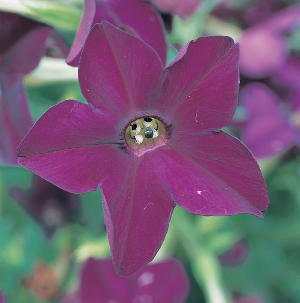 purple tobacco plant 100 Heirloom MIXED COLORS NICOTIANA (Ornamental Flowering Tobacco) Nicotiana Alata Flower Seeds offering a reliable feast for hummingbirds and butterflies Nicotiana: Flowering Tobacco | Portland