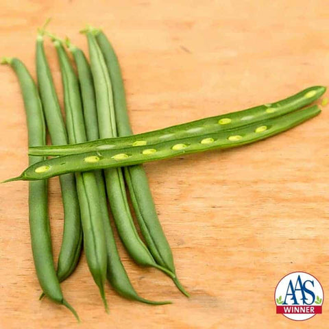 Seychelles Pole Bean, AAS 2017 Winner. Photo Copyright: All America Selections