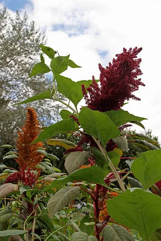 Hartman's Giant Amaranth (Jerusalem artichoke in the foreground)