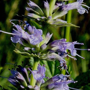 Giant Anise Hyssop