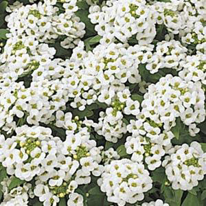 Alyssum Carpet of Snow