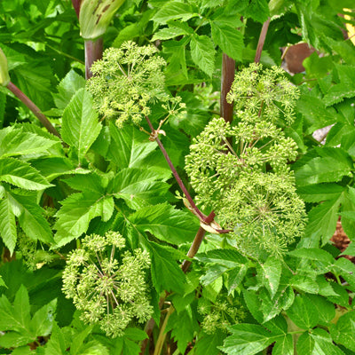 Angelica Umbels