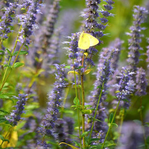 Purple flower spikes of Anise Hyssop