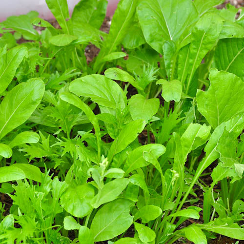 Nichols Asian Blend Nichols Garden Nursery