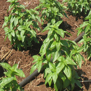 Smooth leaves of Genovese Aroma Basil