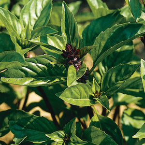 cinnamon mint plant Basil, Cinnamon Spice