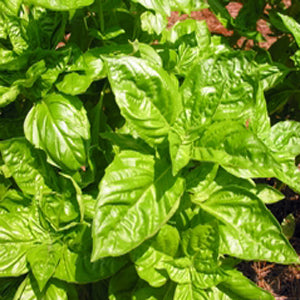 Green Leafed Nufar Basil