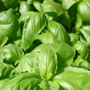 Large Smooth Green leaves of Large Green Basil
