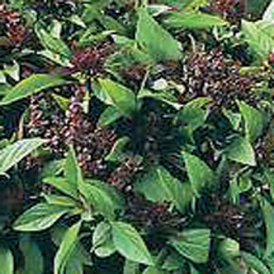 Basil, Thai 'Siam Queen' – Nichols Garden Nursery