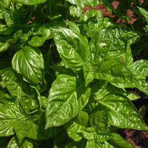Green, lightly savoyed leaves of Genovese Basil
