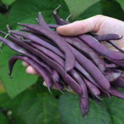 Purple Podded Pole Bean