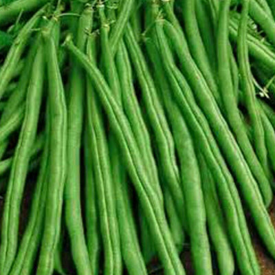 Tendergreen Bush Beans