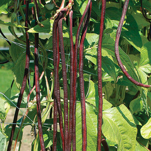 Red Noodle Yard Long Bean photo compliments of Johnny's Selected Seeds
