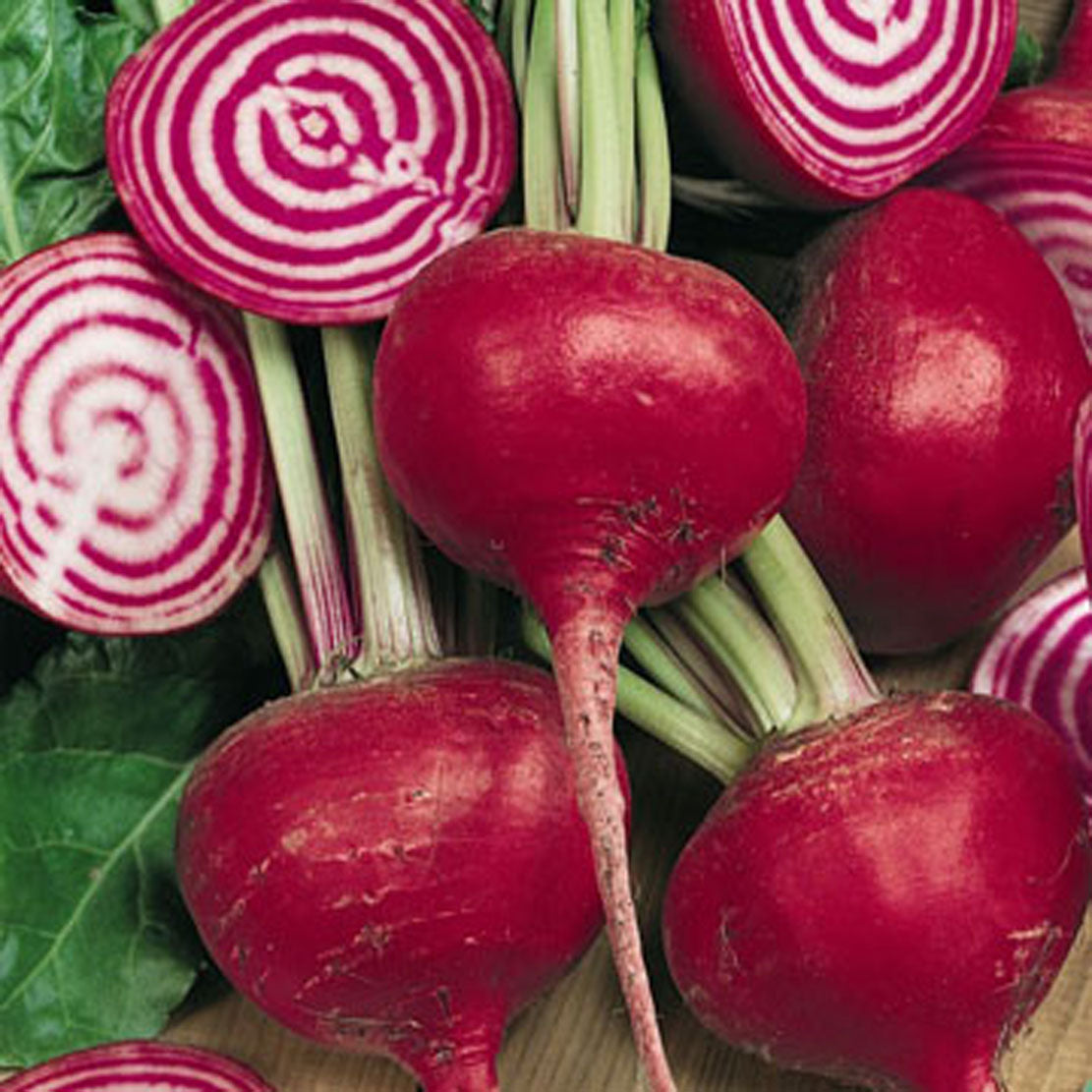 Chioggia Beet Nichols Garden Nursery