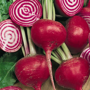 Chioggia Beet