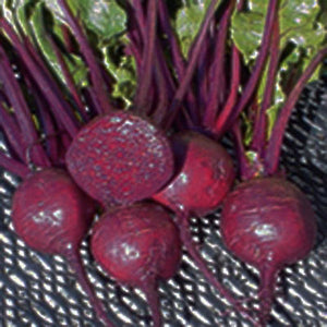 Detroit Beet