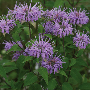 bergamot plant indoor Bergamot, Wild
