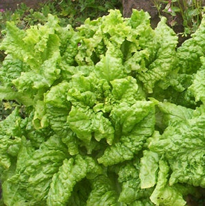 Black Seeded Simpson Lettuce