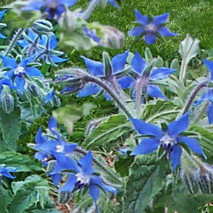 Borage   Attracts bees to the garden