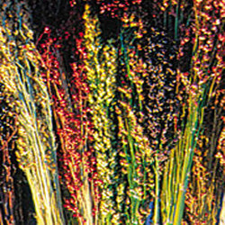 Broom Corn
