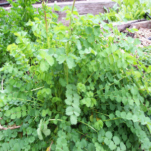 Salad Burnet