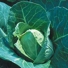 Early Jersey Wakefield Cabbage