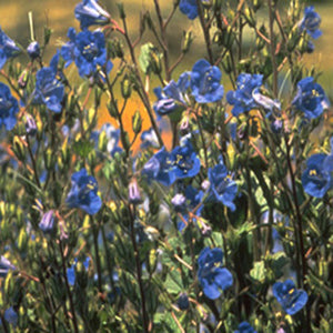 California BlueBells