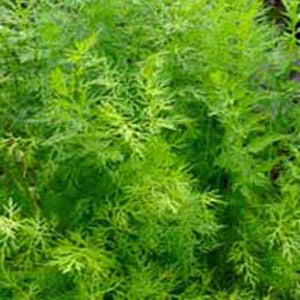 Caraway Herb Seed