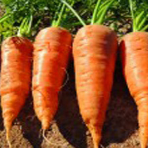 Chantenay Red Core Carrot