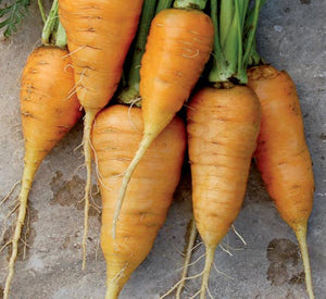 Oxheart Carrot – Nichols Garden Nursery