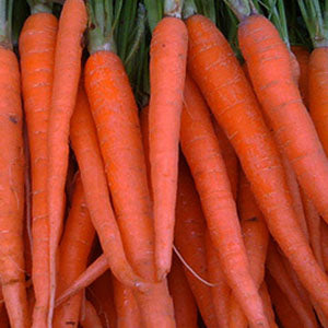 Tendersweet Carrot